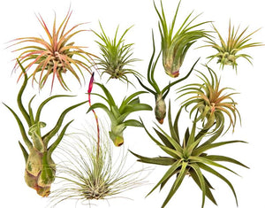 Air Plants